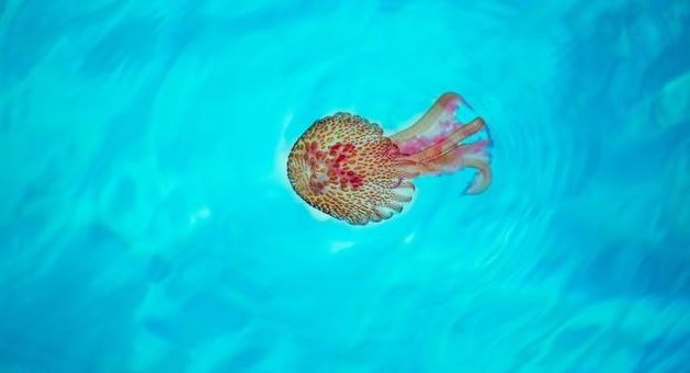 《我的前半生》賀涵經典語錄,句句是毒藥!