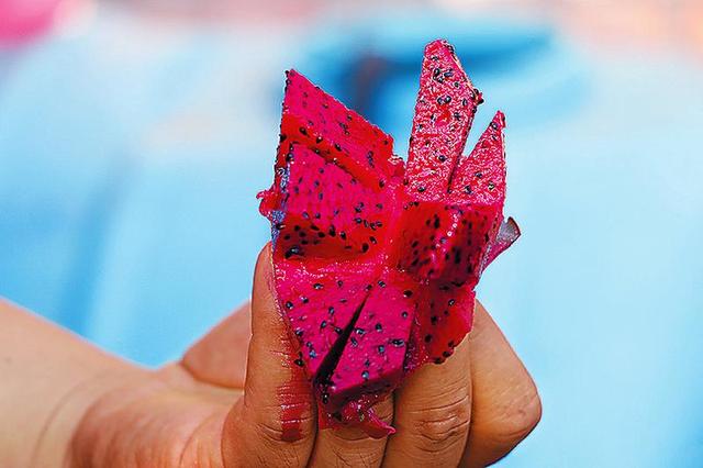 熱帶水果火龍果在子長試種成功 經(jīng)濟(jì)價(jià)值很高