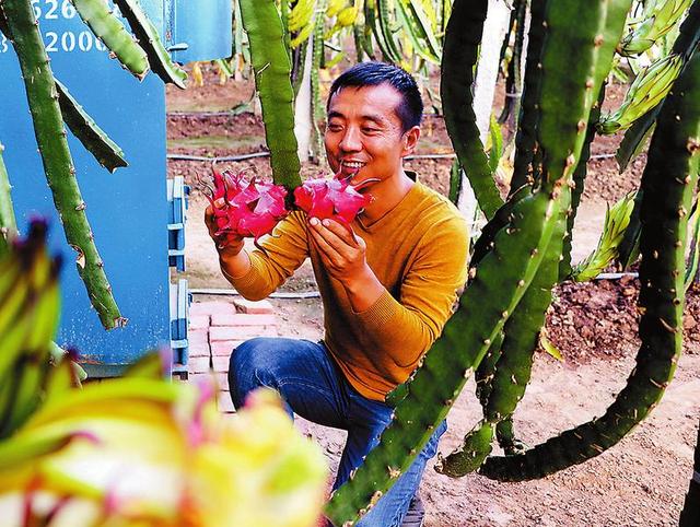 熱帶水果火龍果在子長試種成功 經(jīng)濟(jì)價(jià)值很高